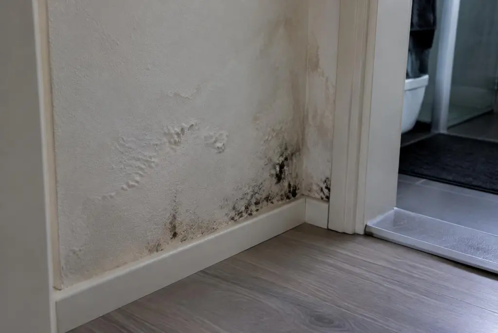 Lekdetectie Lelystad – vochtplek met schimmel op een muur
